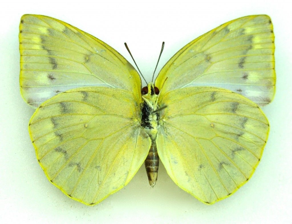 Catopsilia pomona female (verso Dark aberration) (Internet Image property of respective owner, non-commercial use only)
